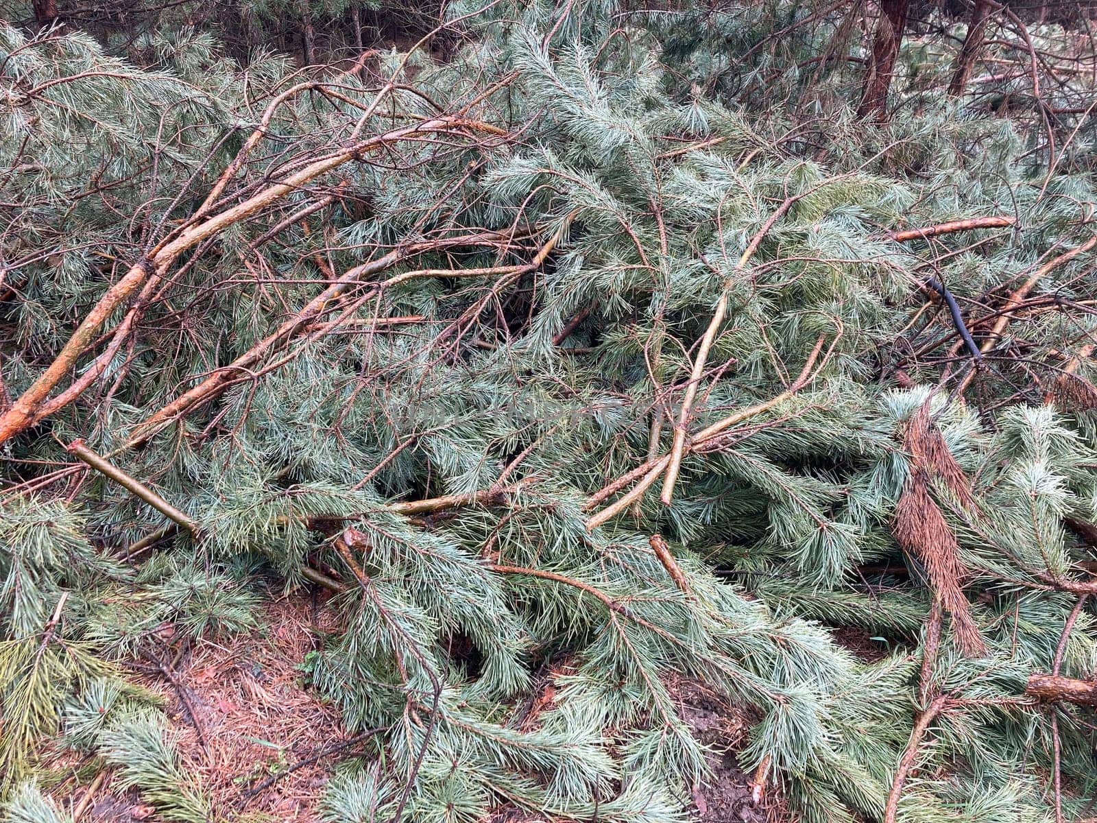 Foresters cutting down a young pine the forest