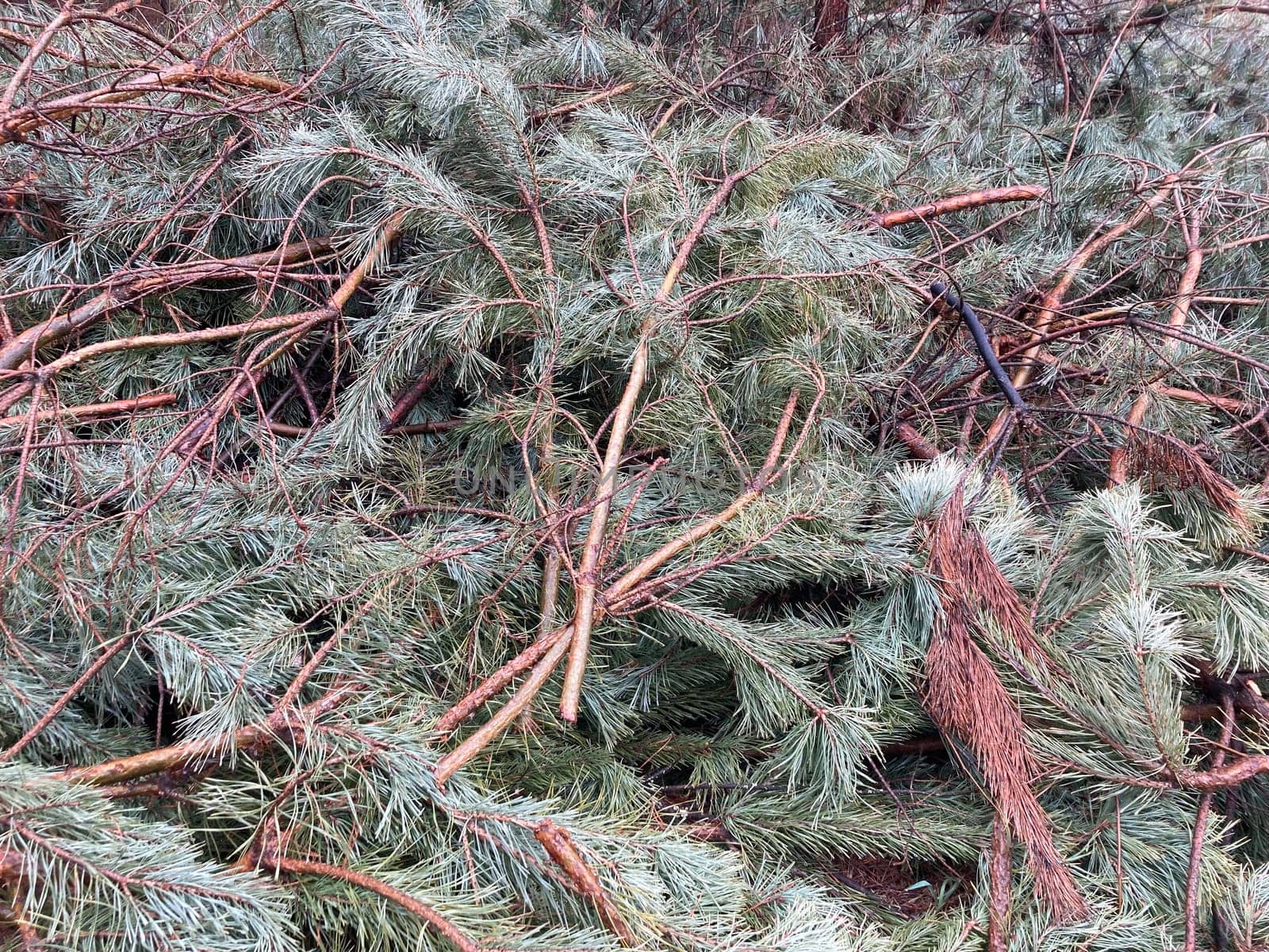 Foresters cutting down a young pine the forest