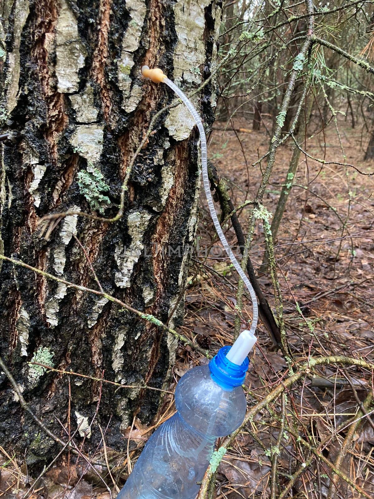 Extraction of birch sap using an the industrial method