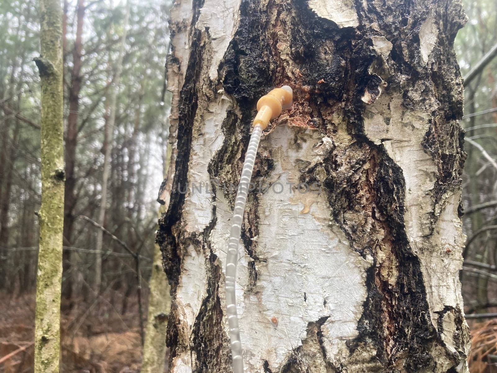 Extraction of birch sap using an the industrial method