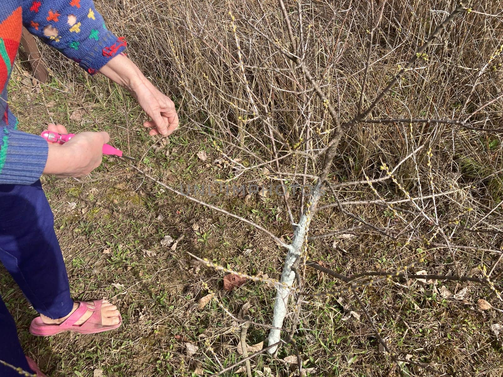 Pruning young trees in the spring