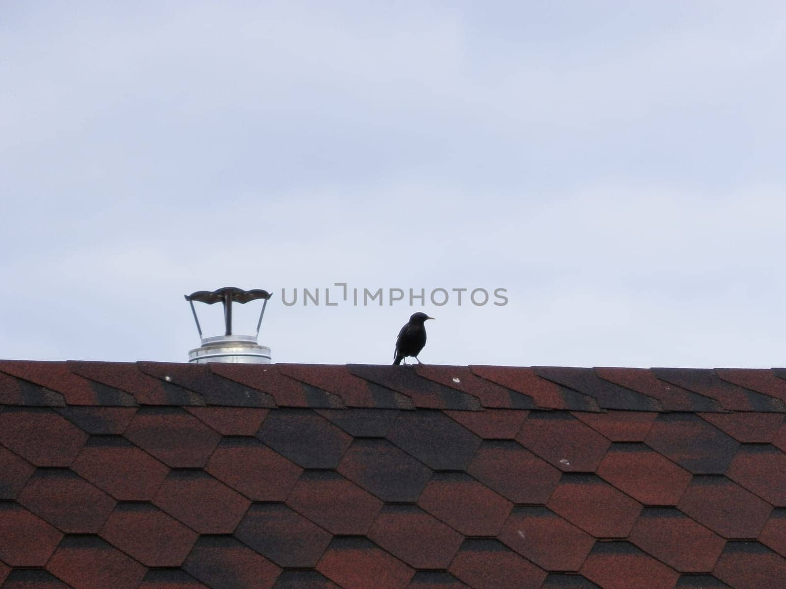 A bird sits in the spring in a the village