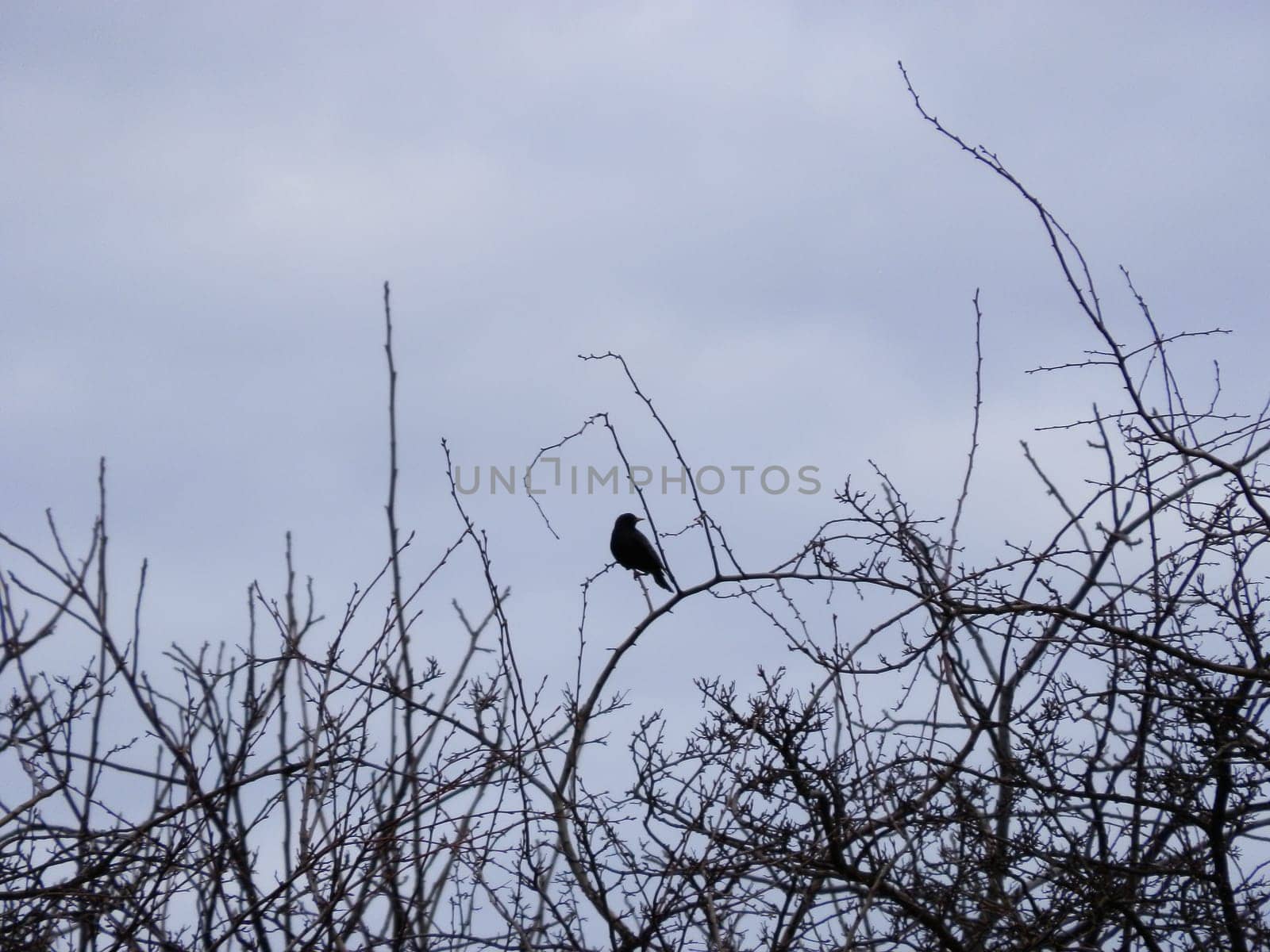 A bird sits in the spring in a the village