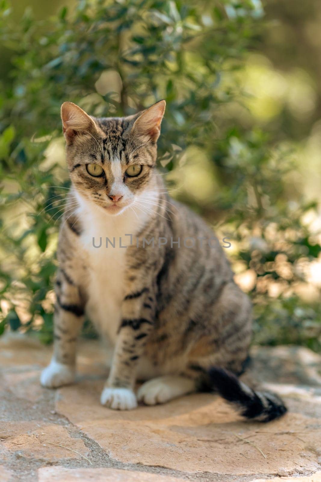Homeless street tabby cat portrait, young stray kitty in summer nature of park