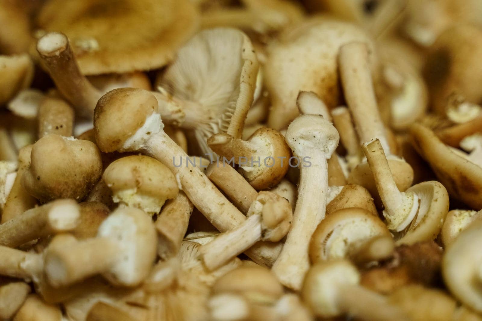 A cluster of assorted mushrooms stacked on a wooden tabletop.