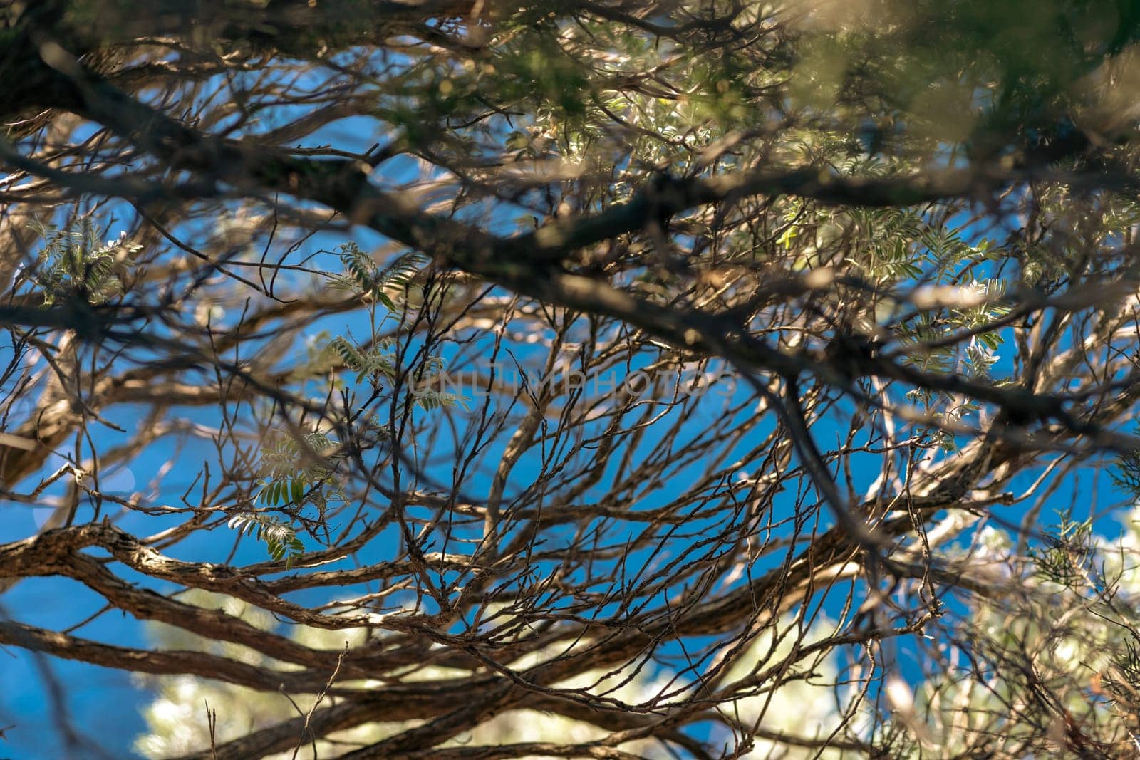 Evergreen tree branches and bright blue sky through, nature of Dugi Otok island, National Park Telascica, Croatia