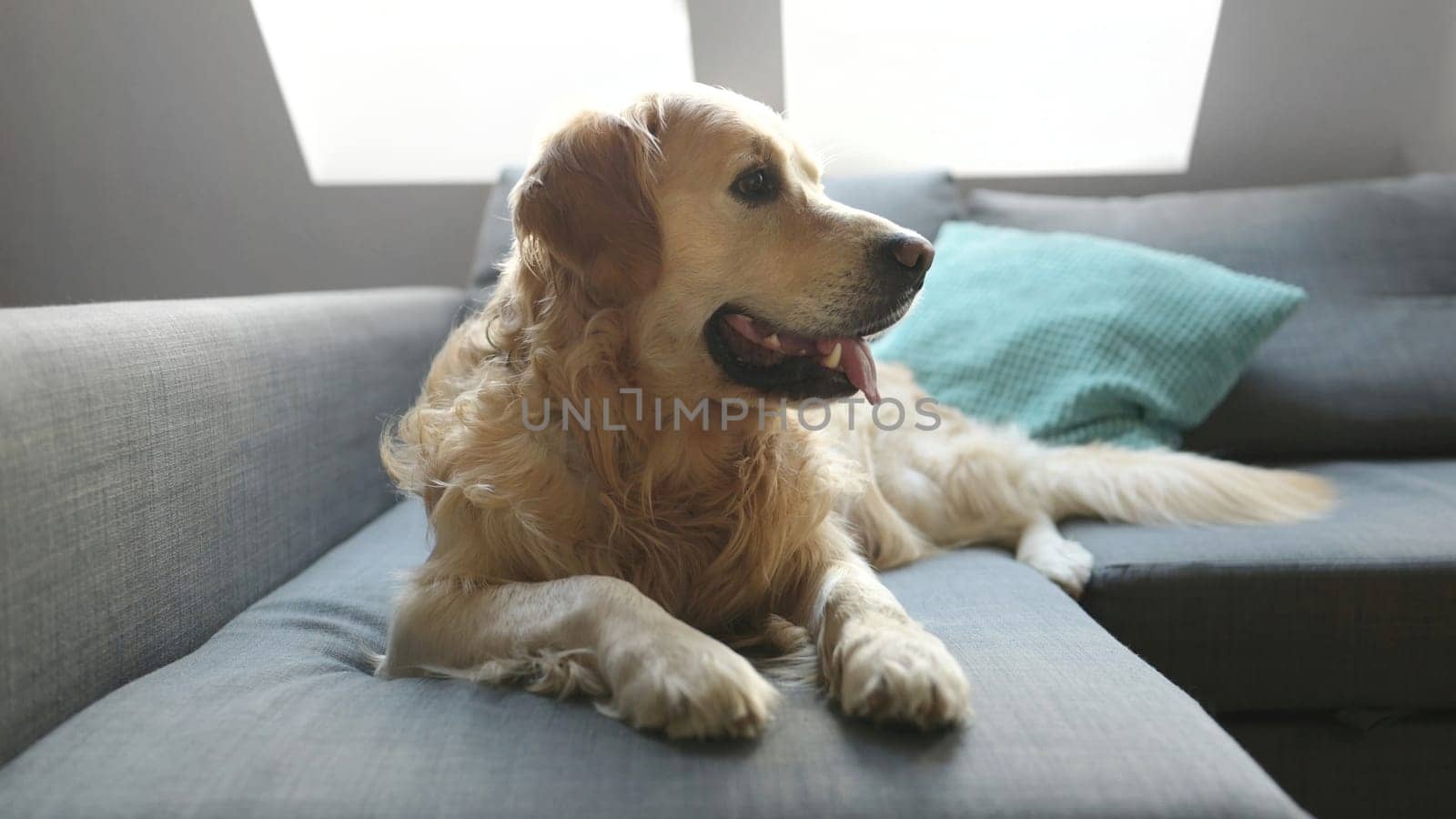 Golden retriever dog lying on sofa at home. Adorable purebred pet doggy resting on couch in loft room