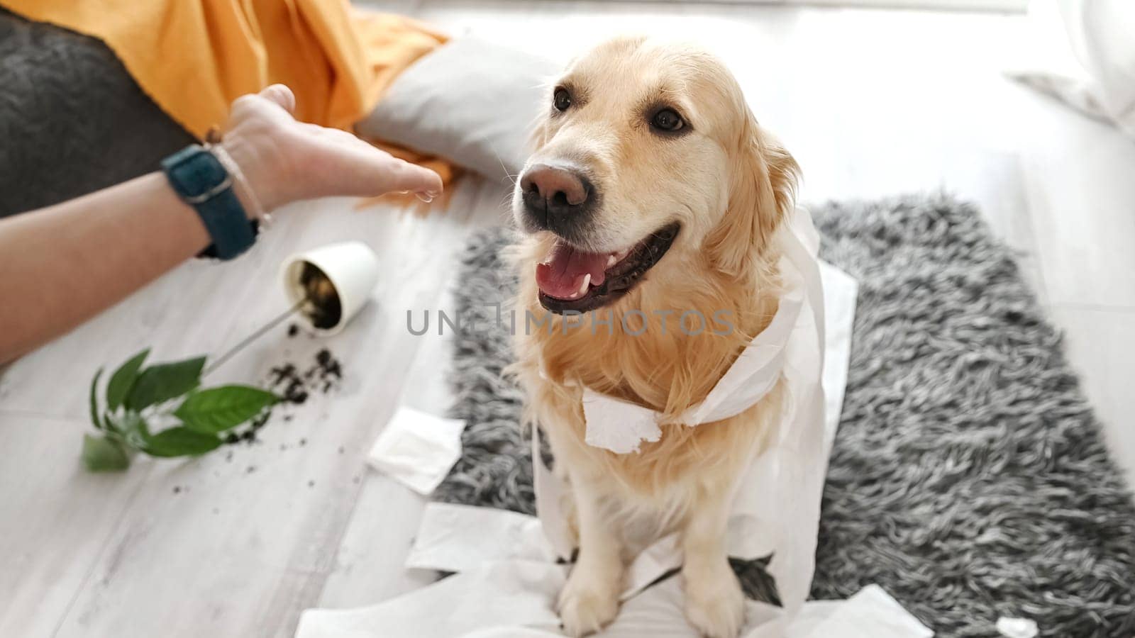 Golden retriever dog looking guilty at girl owner after playing with toilet paper in living room. Woman scolds pet doggy for mess with tissue paper at home