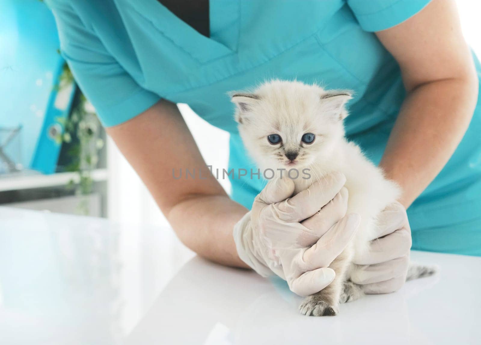Ragdoll Kitten And Veterinarian by GekaSkr