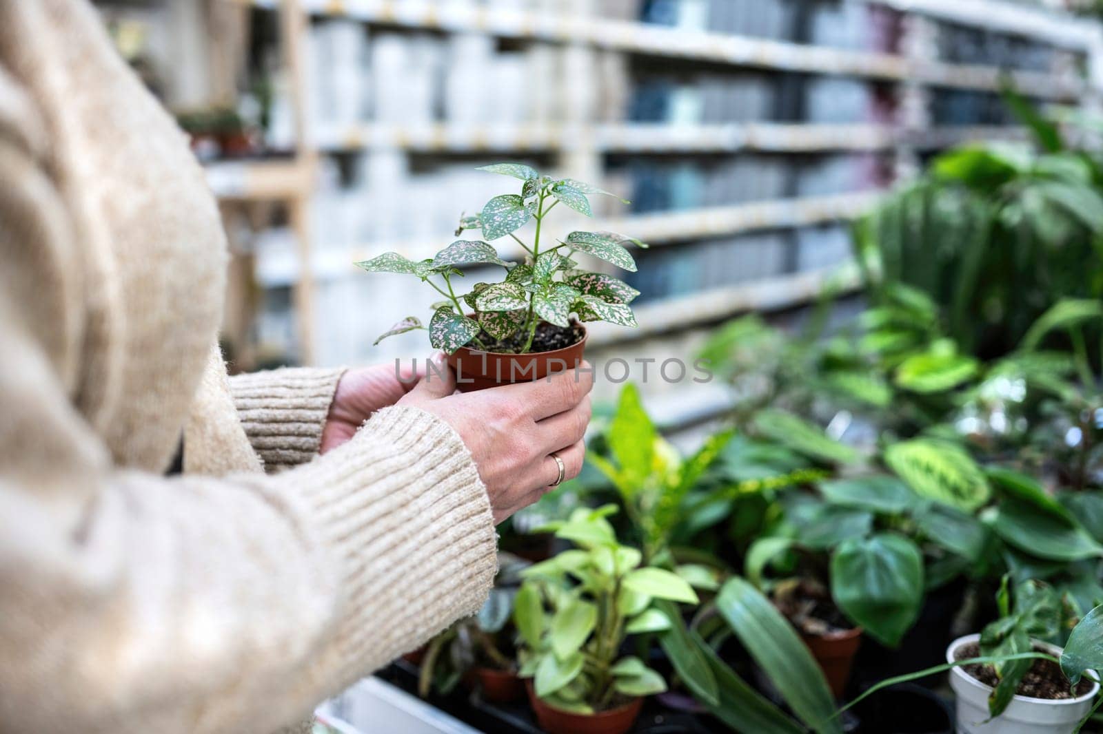 Girl Holding Green Home Plant In Pot In Supermarket by GekaSkr
