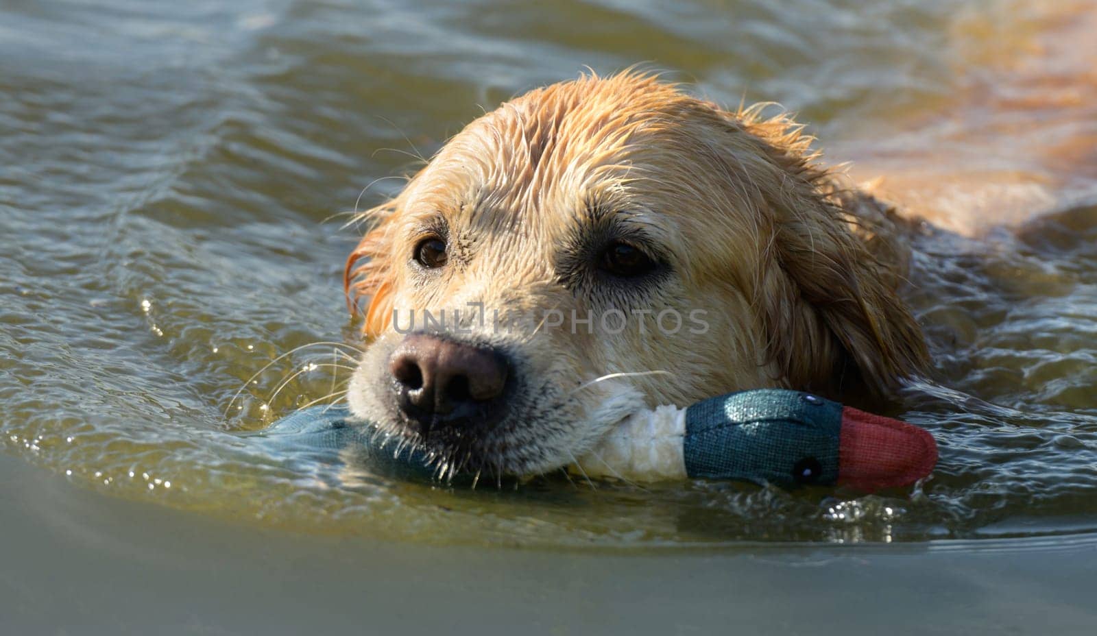 Golden Retriever Dog Holding Duck Toy And Swimming In River. Wet Labrador Doggy Pet In Lake Water With Rubber Bird
