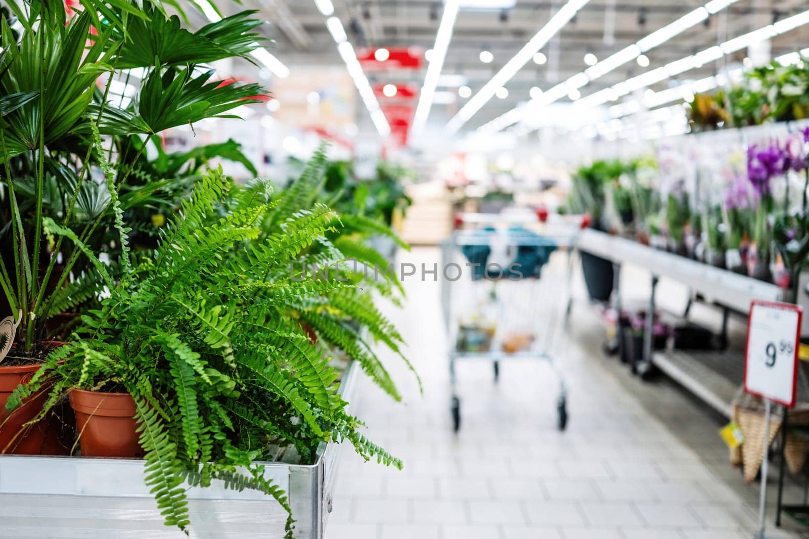 Empty Row Of Supermarket With Home Plants And Flowers by GekaSkr