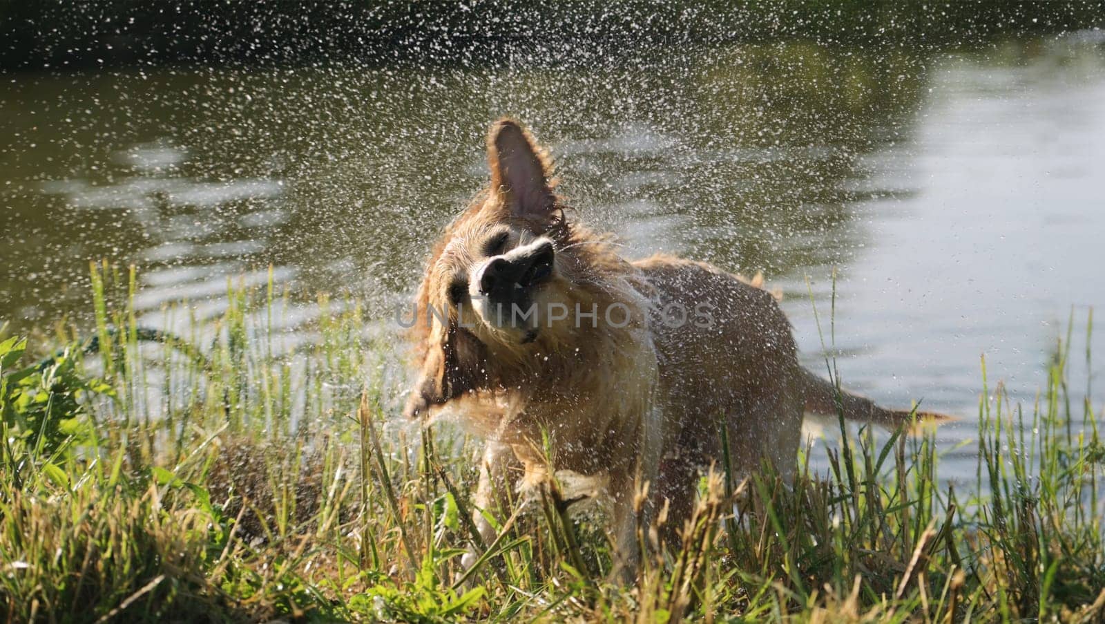 Golden retriever dog shaking off water drops after swimming in river. Wet labrador doggy pet drying itself near lake