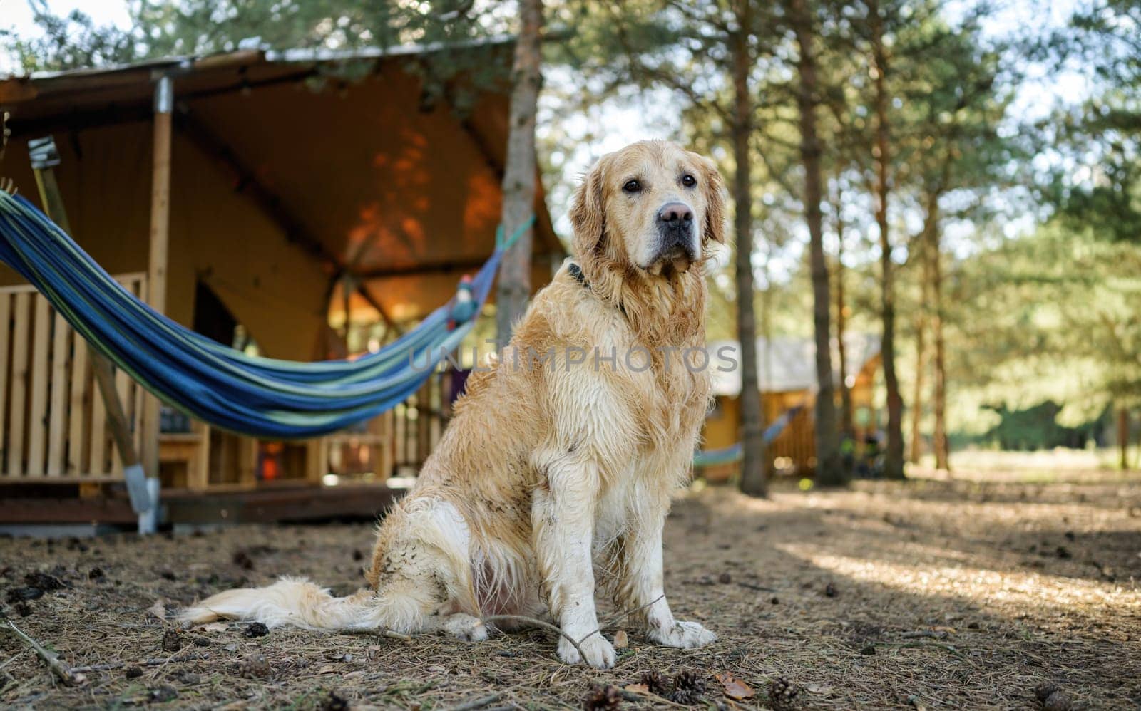 Cute Wet Golden Retriever Dog Outdoors Near The Wooden Camping House And Hummock