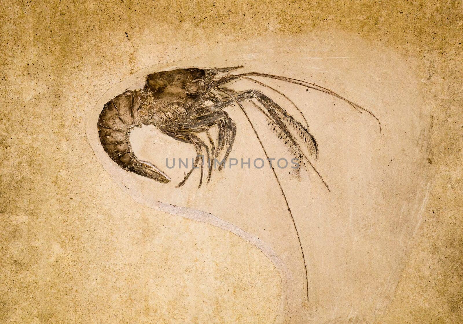 Marine animal prehistoric shrimps fossil by GekaSkr