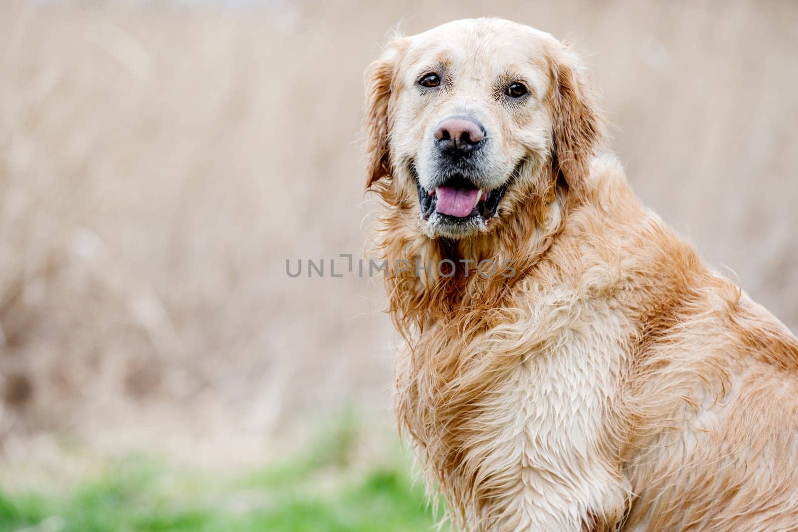 Adorable dog golden retriever breed outdoors looking into camera