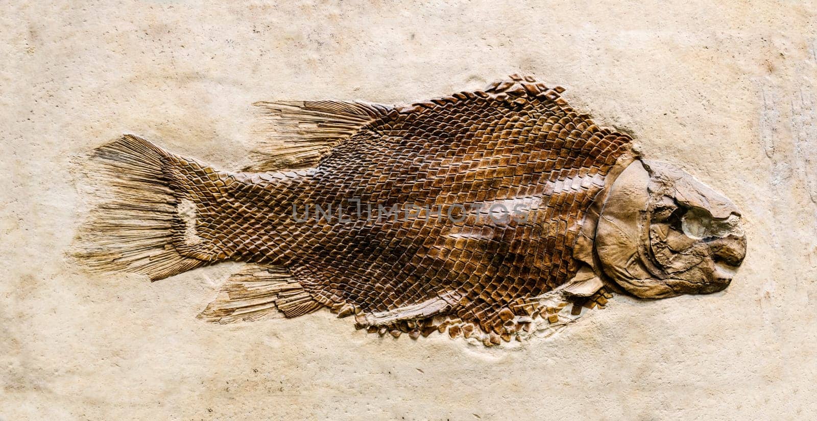 Prehistoric fish fossil impint in stone
