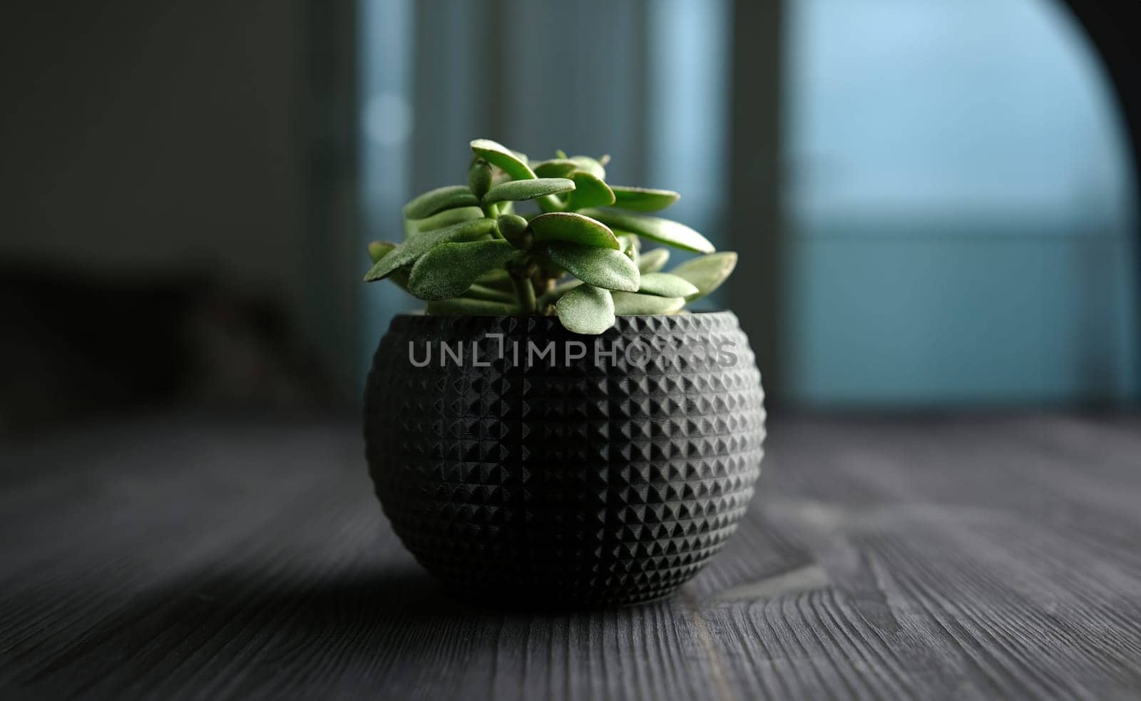 Houseplant In Black Pot by GekaSkr