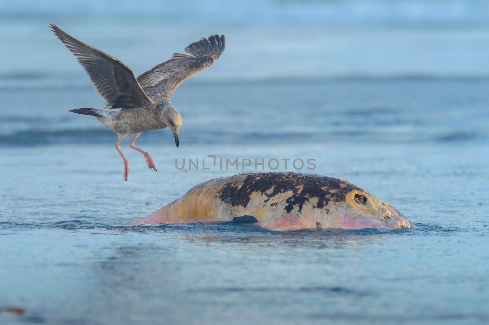 California Gull, Larus californicus, Landing on Dead Sea Lion in Rosarito Beach by RobertPB