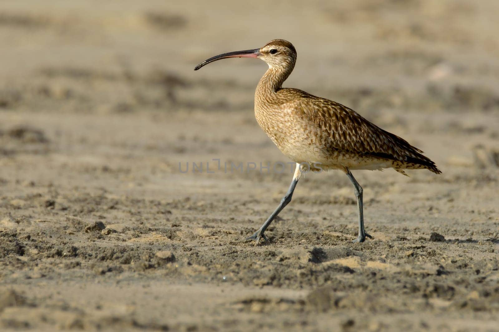 Hudsonian whimbrel walking on Rosarito Beach, Mexico, during sunset in March of 2024