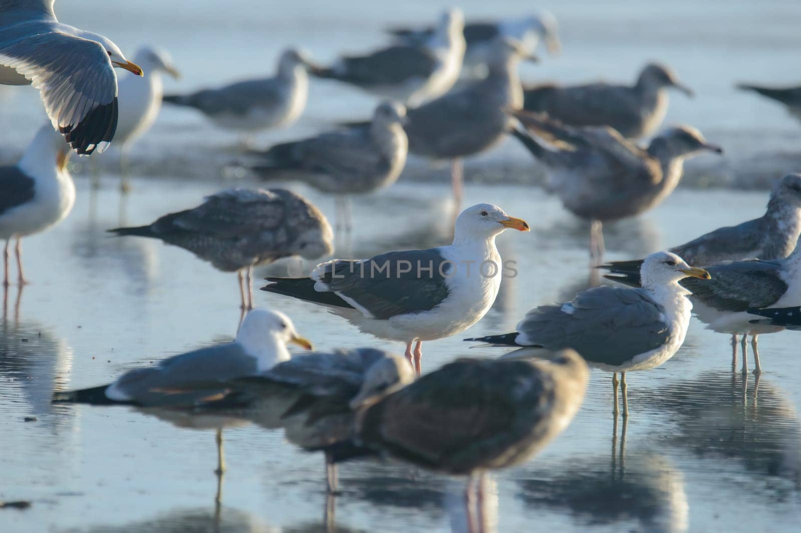 California Gulls, Larus californicus, at Rosarito Beach, Baja California, Mexico by RobertPB