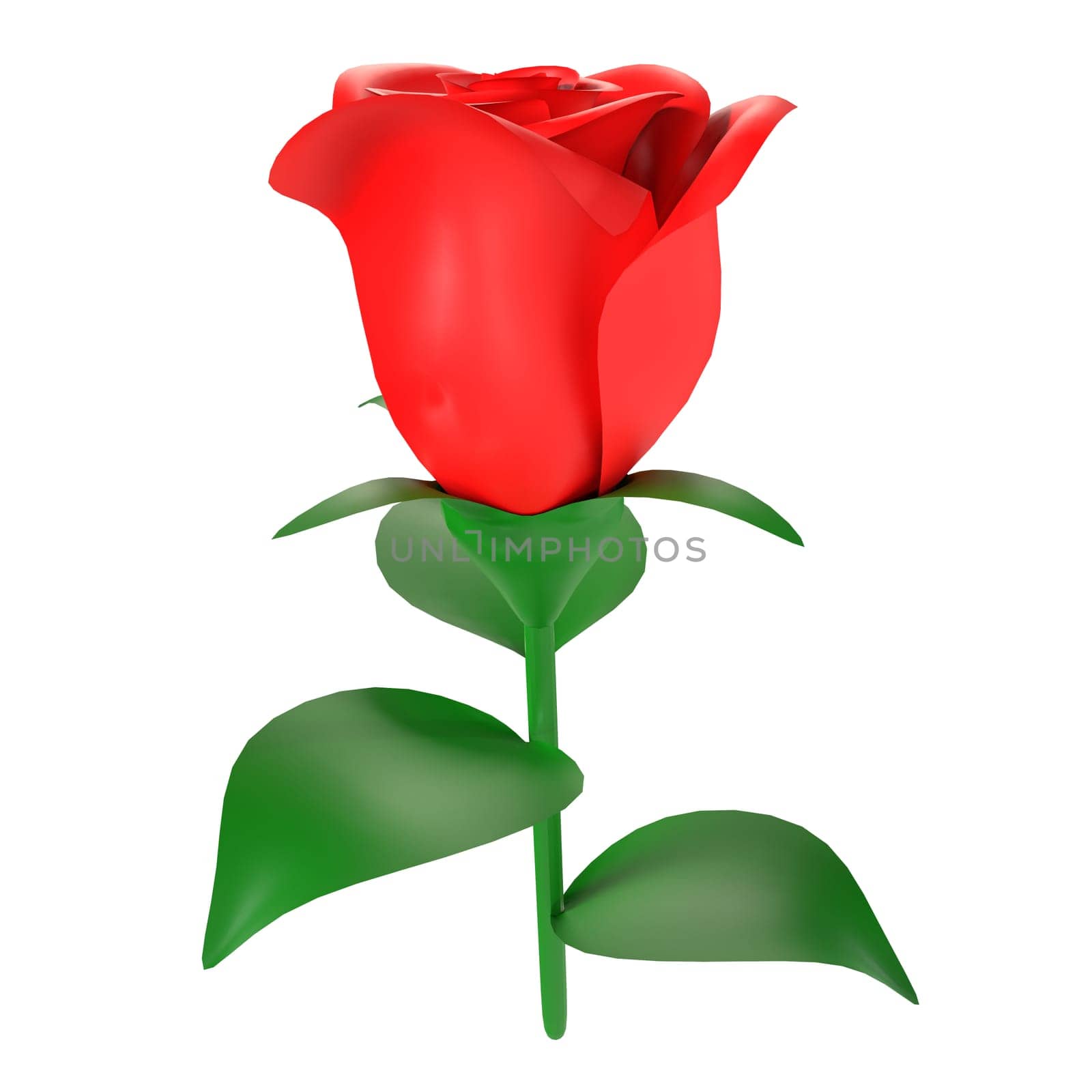 Red Rose isolated on white background by gadreel