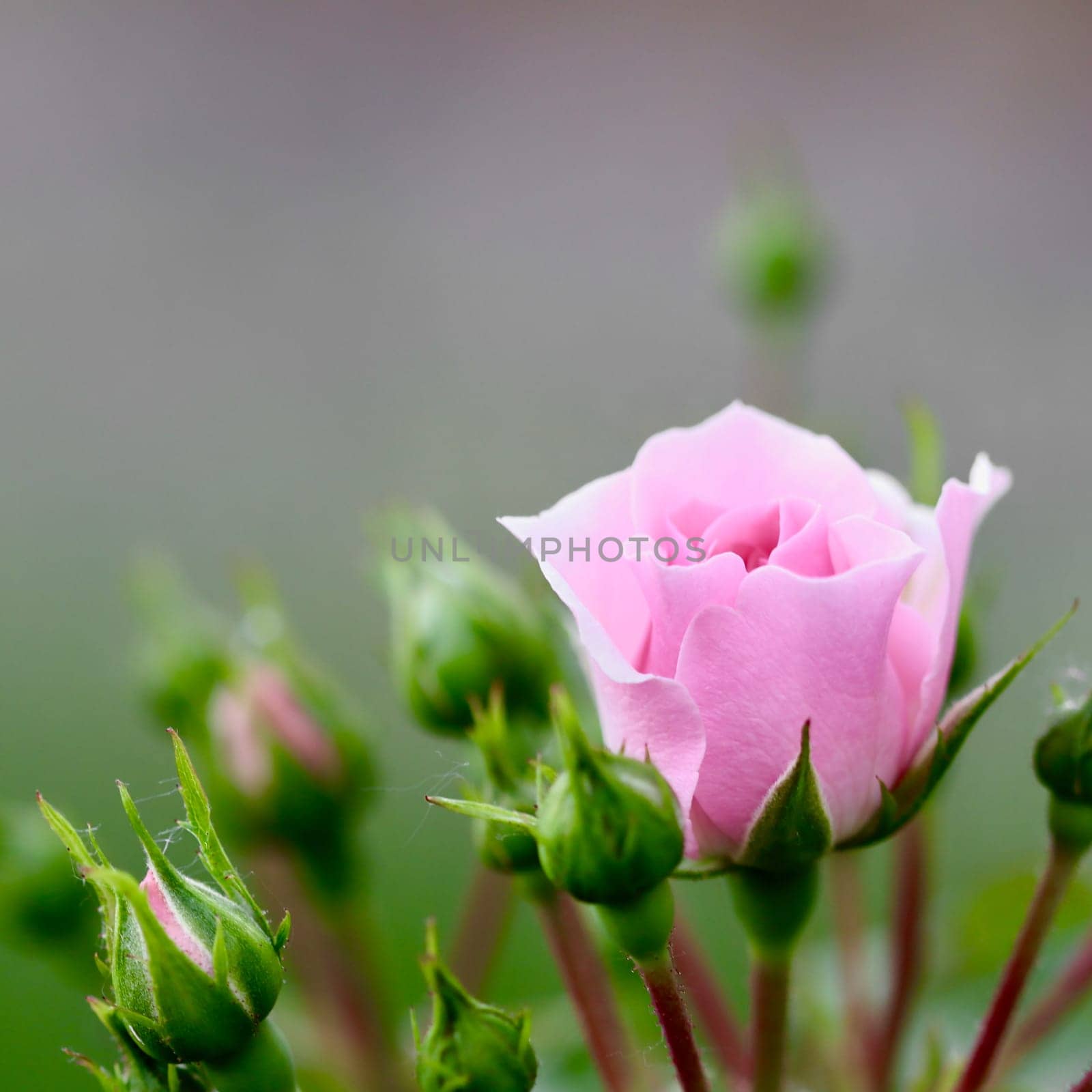 Soft pink rose Bonica with buds in the garden. Perfect for background of greeting cards