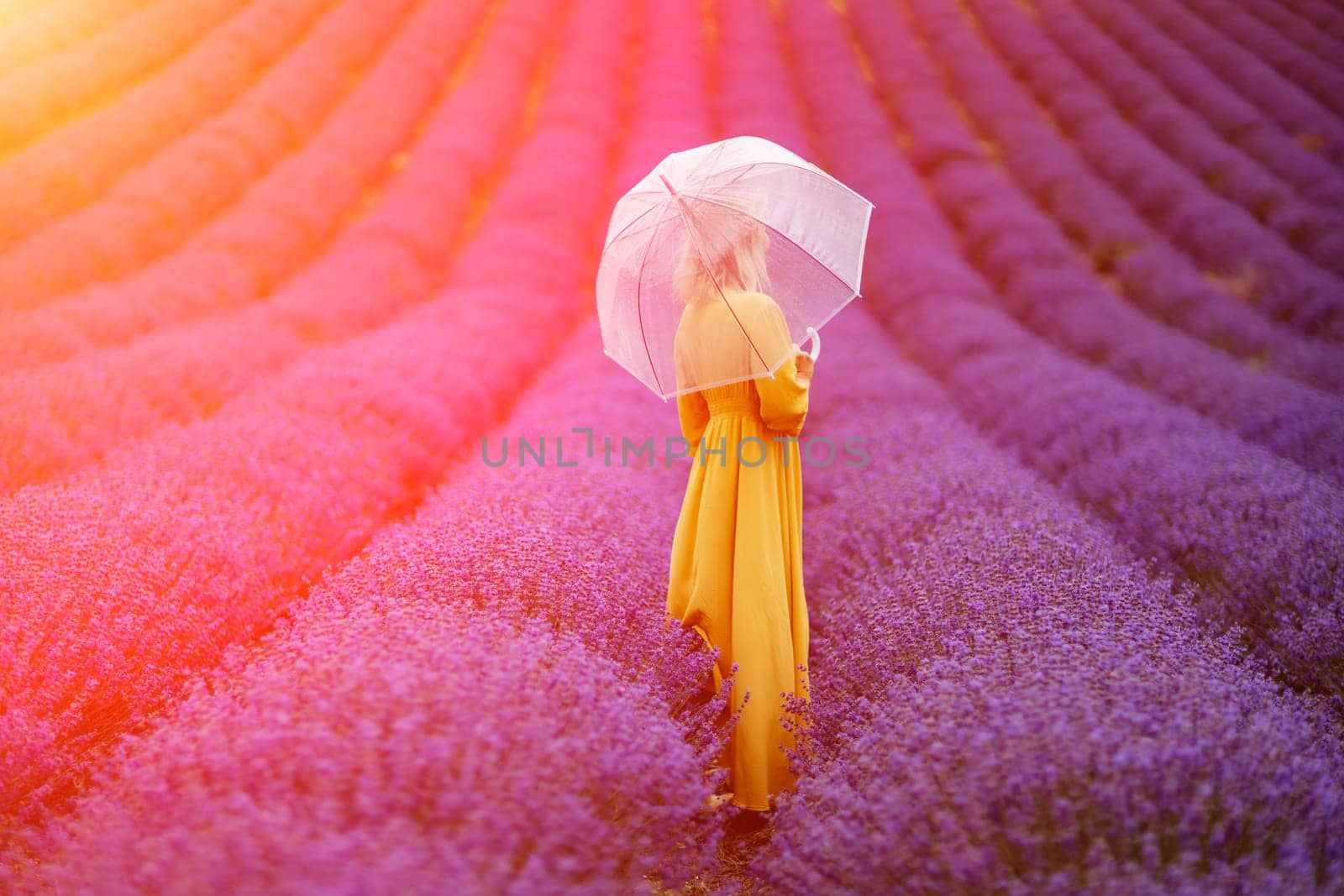 Woman lavender field. A middle-aged woman in a lavender field walks under an umbrella on a rainy day and enjoys aromatherapy. Aromatherapy concept, lavender oil, photo session in lavender.