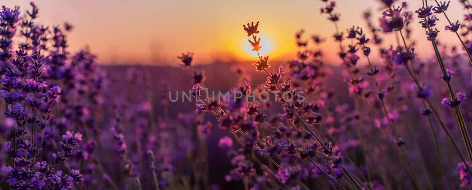Blooming lavender in a field at in Provence. Fantastic summer mood, floral sunset landscape of meadow lavender flowers. Peaceful bright and relaxing nature scenery