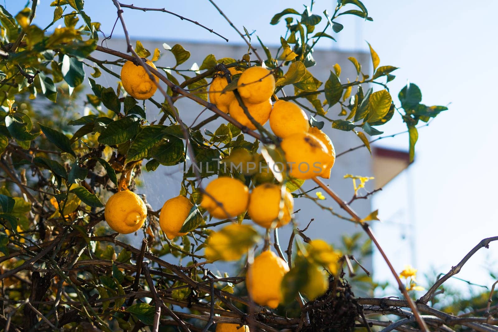 Close up of Lemons hanging from a tree in a lemon grove