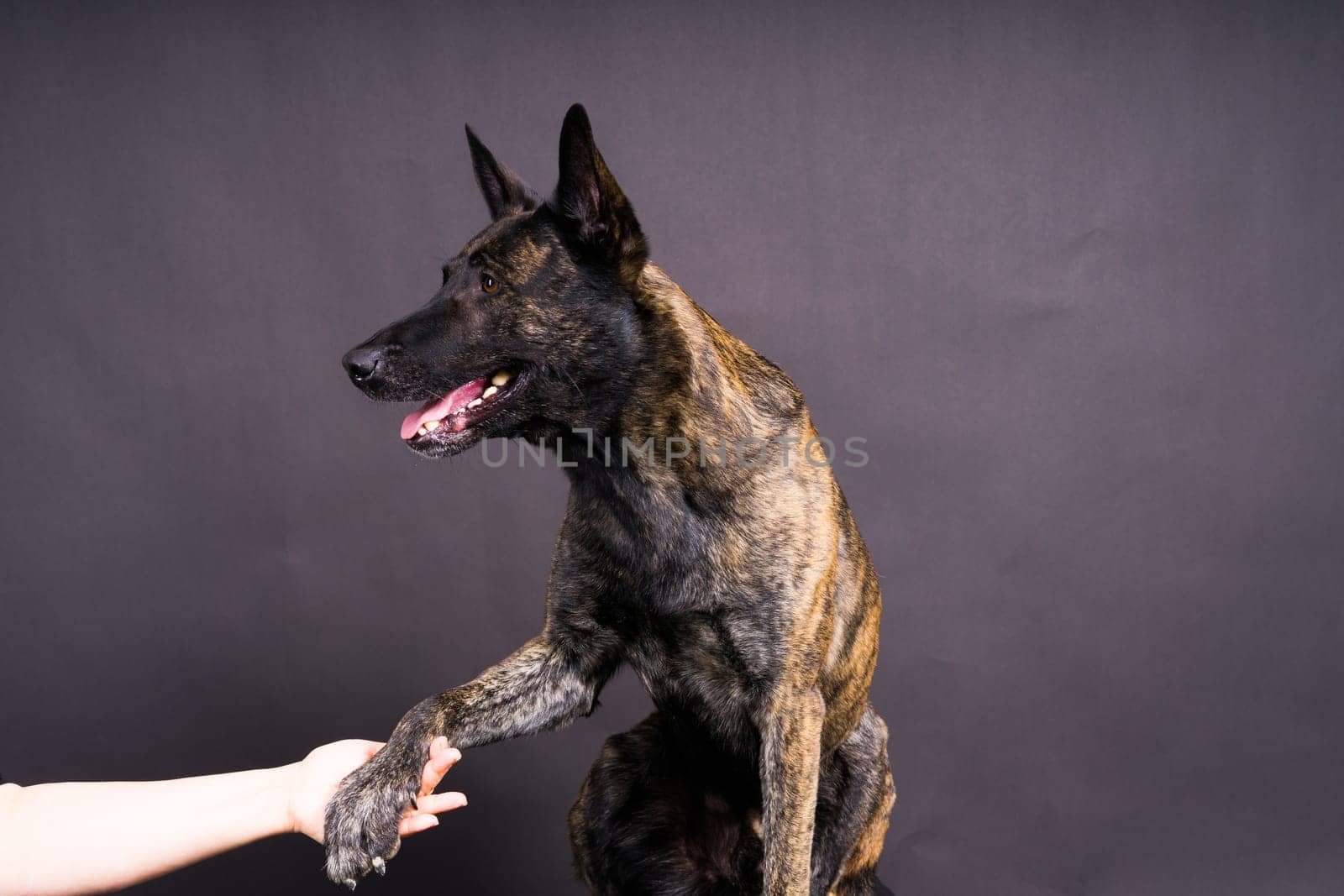 Dog paw takes the man. People support pets, studio shot by Zelenin