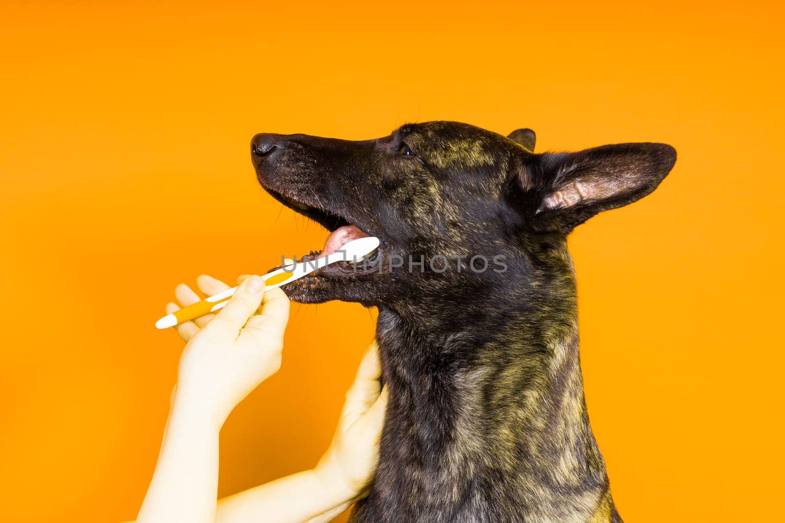 Dog holding a toothbrush in his teeth on a clean red yellow background by Zelenin