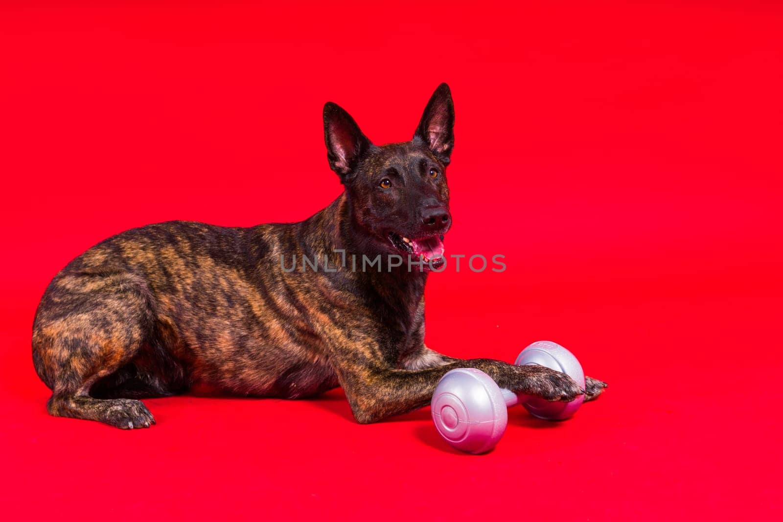 Dutch shepherd dog dumbbell isolated on a yellow red background