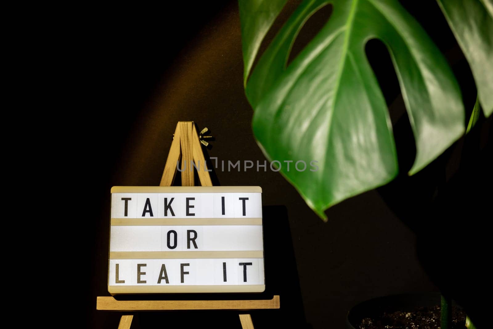 Caption saying TAKE IT OR LEAF leave IT Indoors garden healthy space biophilia design. Joke quote humor Monstera house plant with sunset lamp light. Creative minimalistic by anna_stasiia