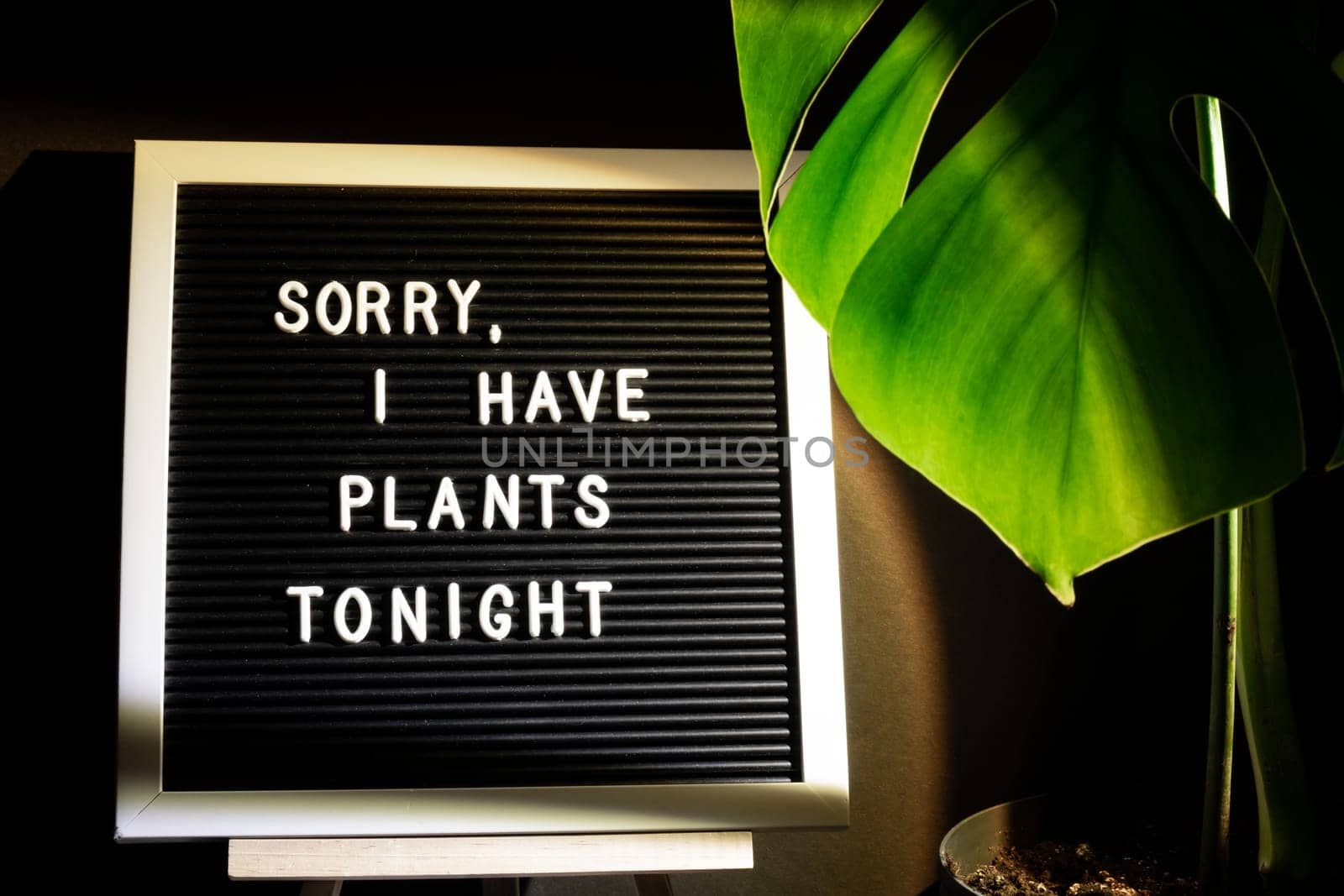 Caption saying SORRY I HAVE PLANTS plans TONIGHT Indoors garden healthy space biophilia design. Joke quote humor Monstera house plant with sunset lamp light. Creative by anna_stasiia