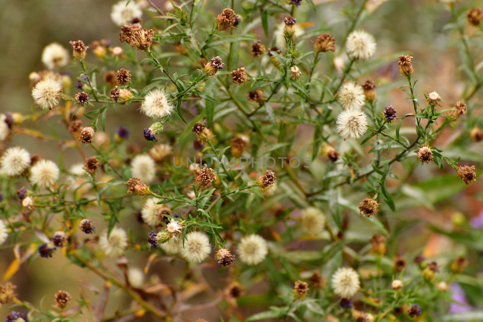 Bush perennial aster has finished blooming, seeds by olgavolodina