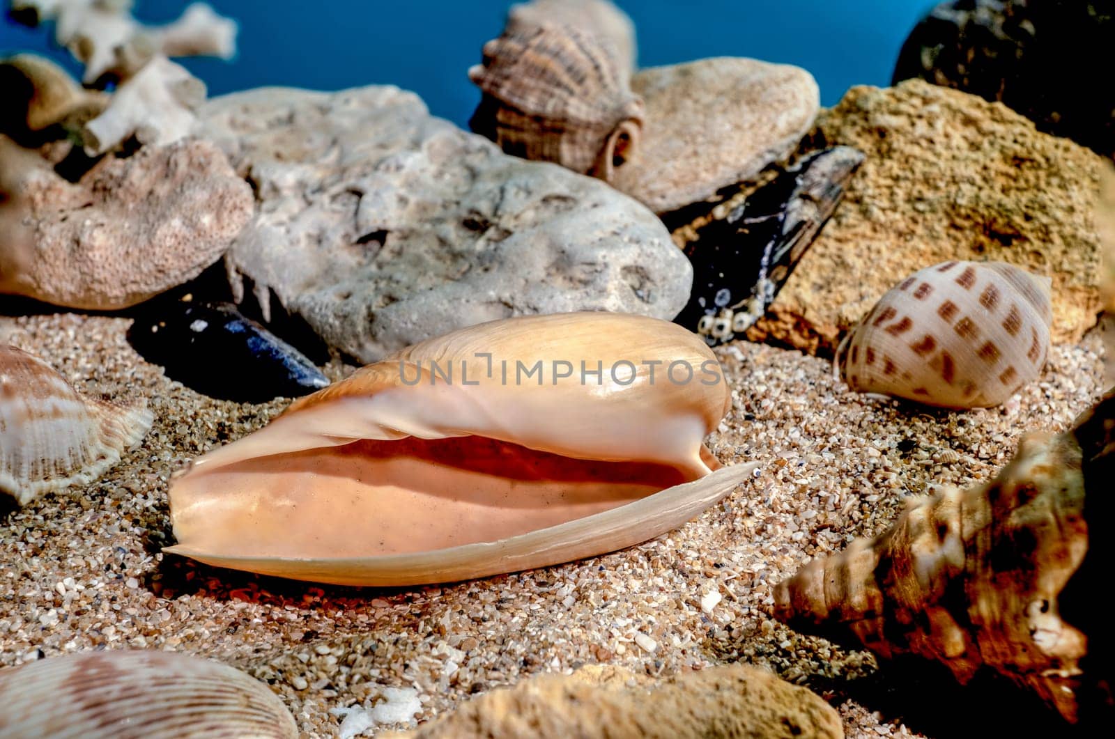 Ornate olive snail seashell underwater by Multipedia