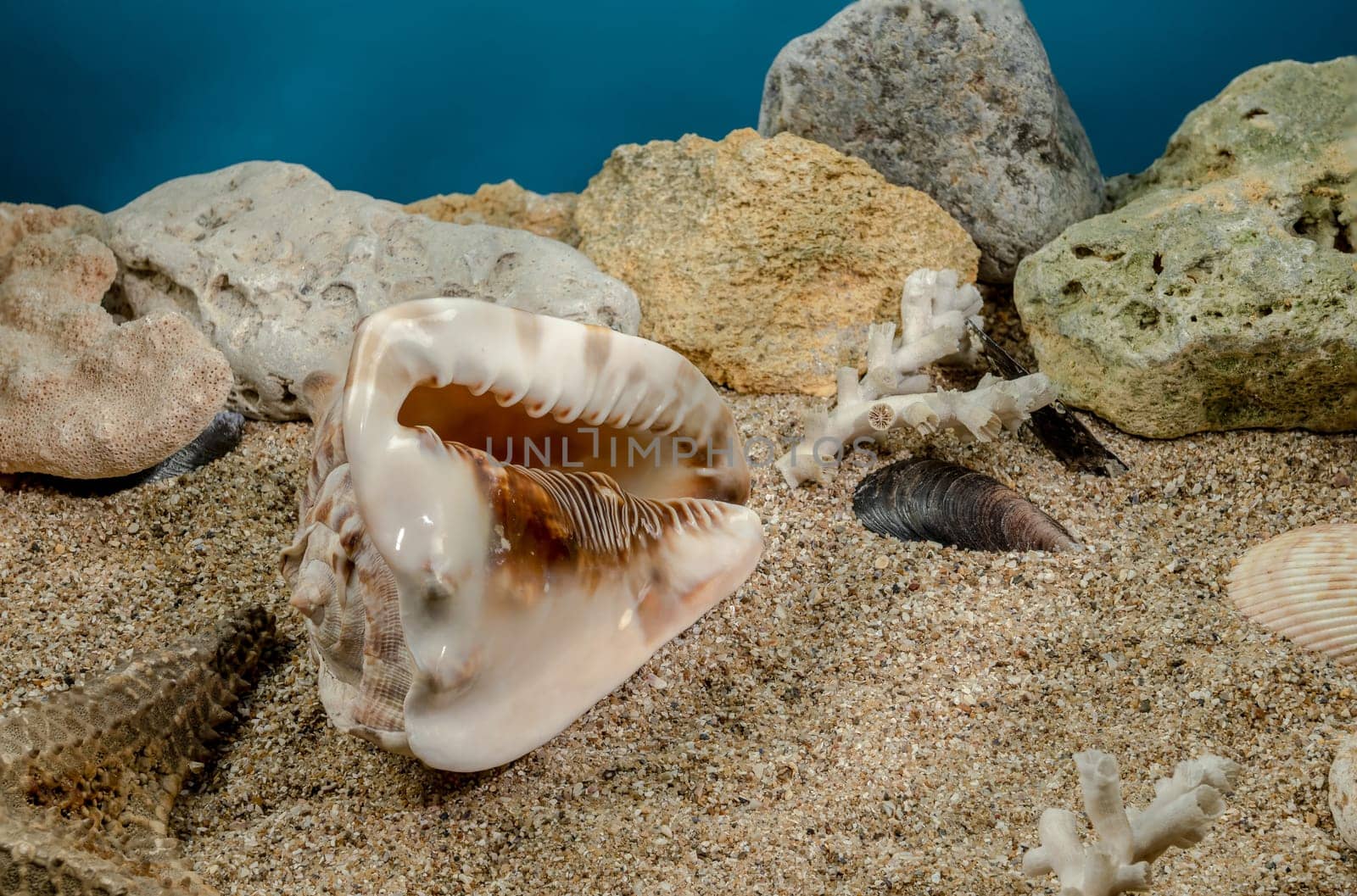 King Helmet seashell underwater by Multipedia