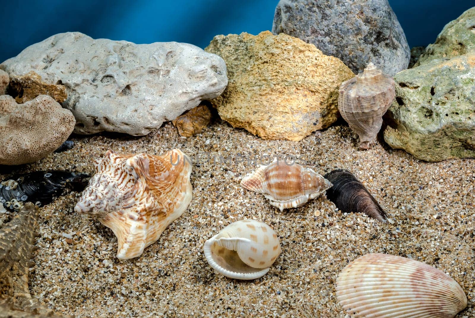 Small different seashells underwater by Multipedia