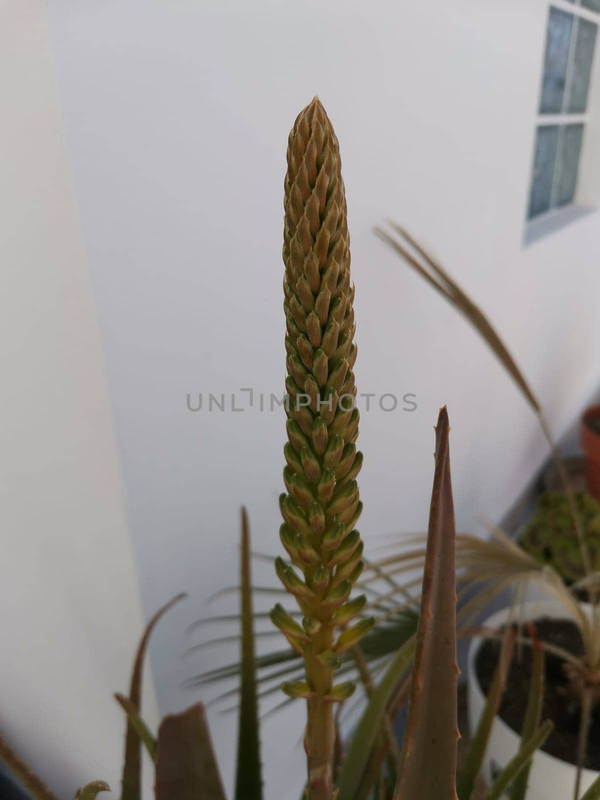 A close-up shot of blossoms on an Aloe Vera plant in spring