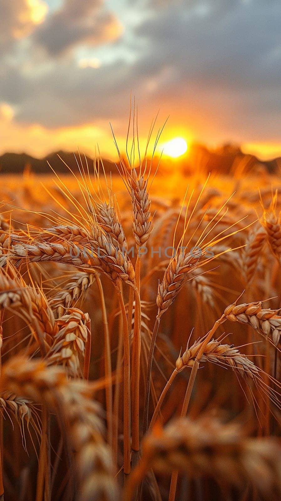 Waves of grain in a field at sunset, symbolizing abundance and the natural world.