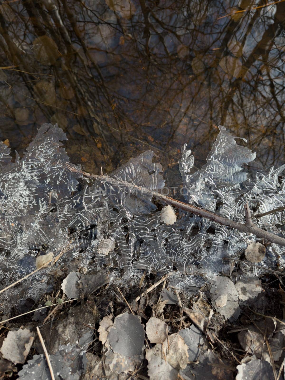 thin transparent ice on a puddle in the park on a spring day, foliage through the ice, dry grass through ice. High quality photo