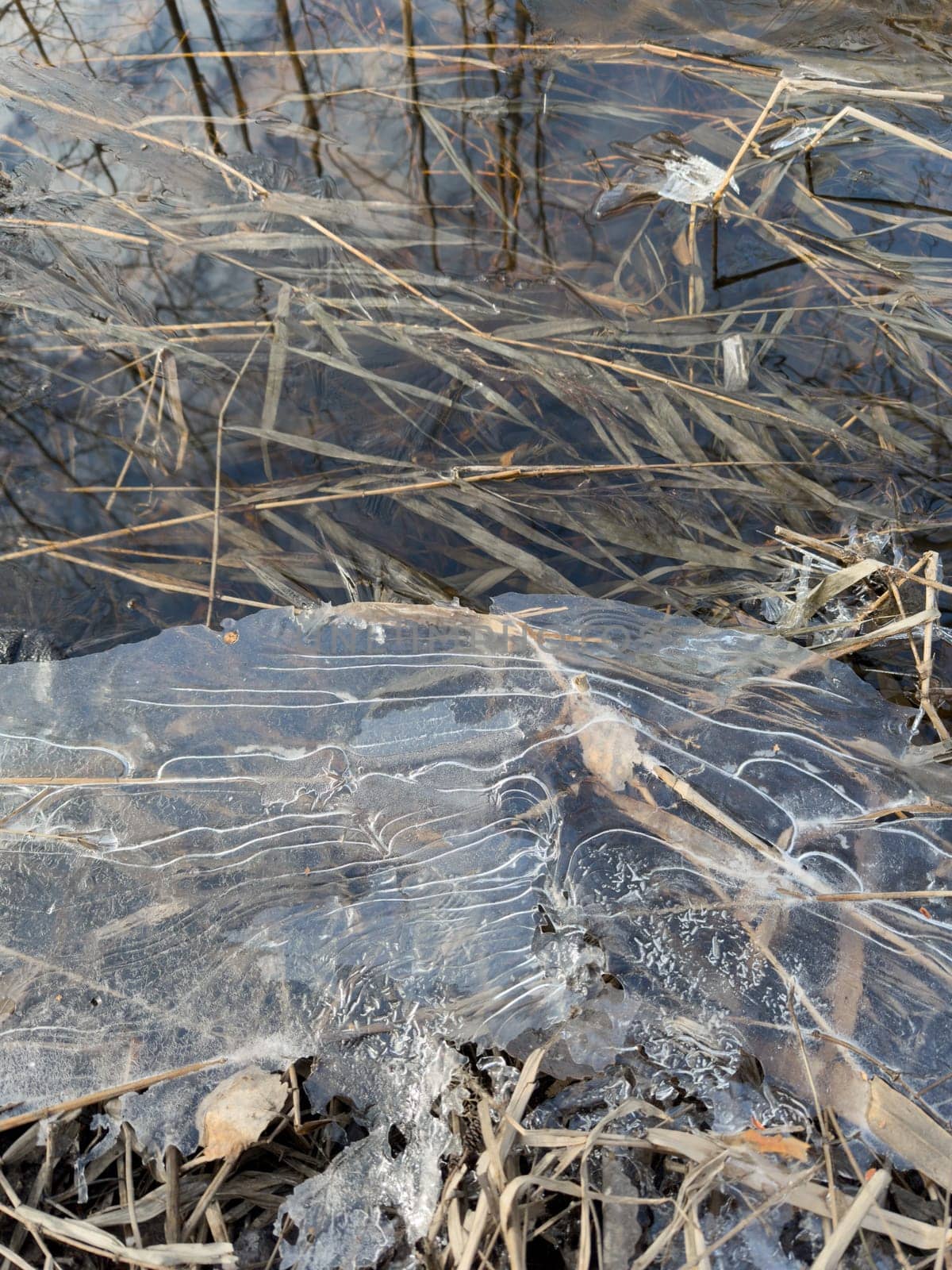 thin transparent ice on a puddle in the park on a spring day, foliage through the ice, dry grass through ice. High quality photo