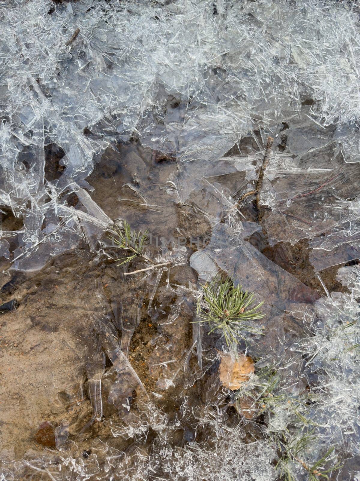 thin transparent ice on a puddle in the park on a spring day, foliage through the ice, dry grass through ice. High quality photo