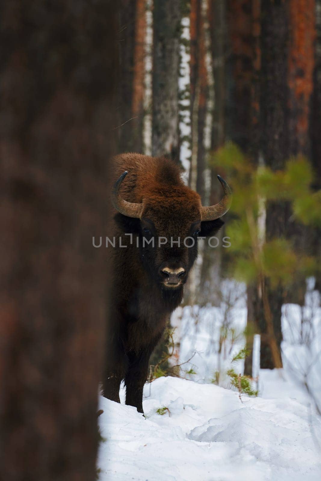 Wild European Bison in Winter Forest. European bison - Bison bonasus, artiodactyl mammals of the genus bison. Portrait of a rare animal.