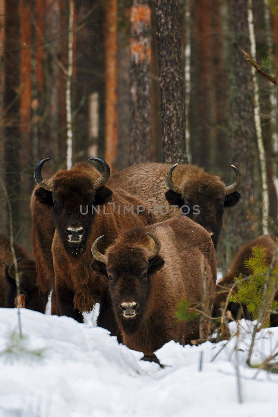 Wild European Bisons family in Winter Forest. European bison - Bison bonasus, artiodactyl mammals of the genus bison by EvgeniyQW