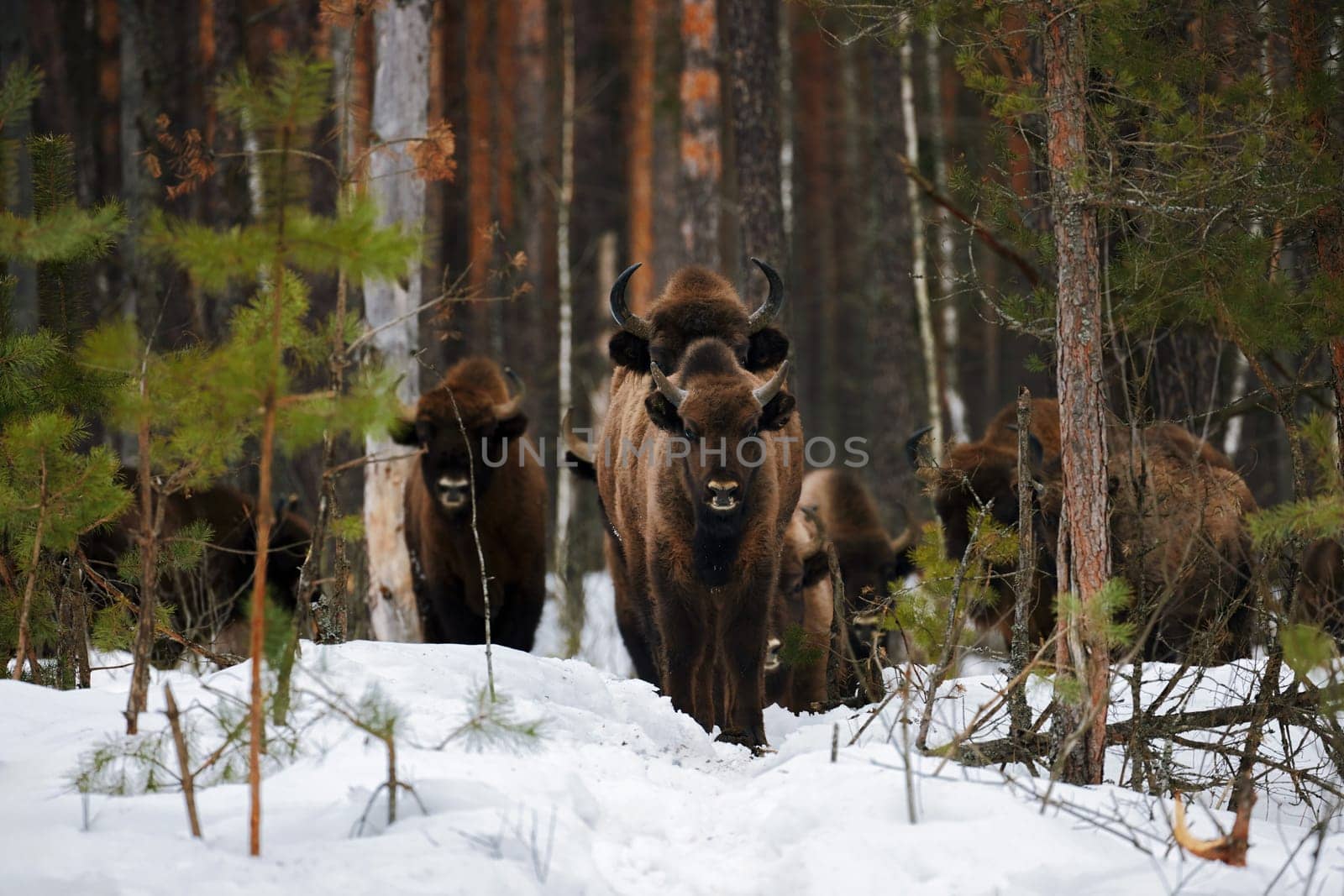 Wild European Bisons family in Winter Forest. European bison - Bison bonasus, artiodactyl mammals of the genus bison.
