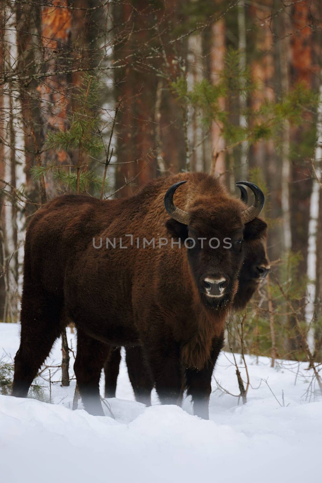 Wild European Bison in Winter Forest. European bison - Bison bonasus, artiodactyl mammals of the genus bison.