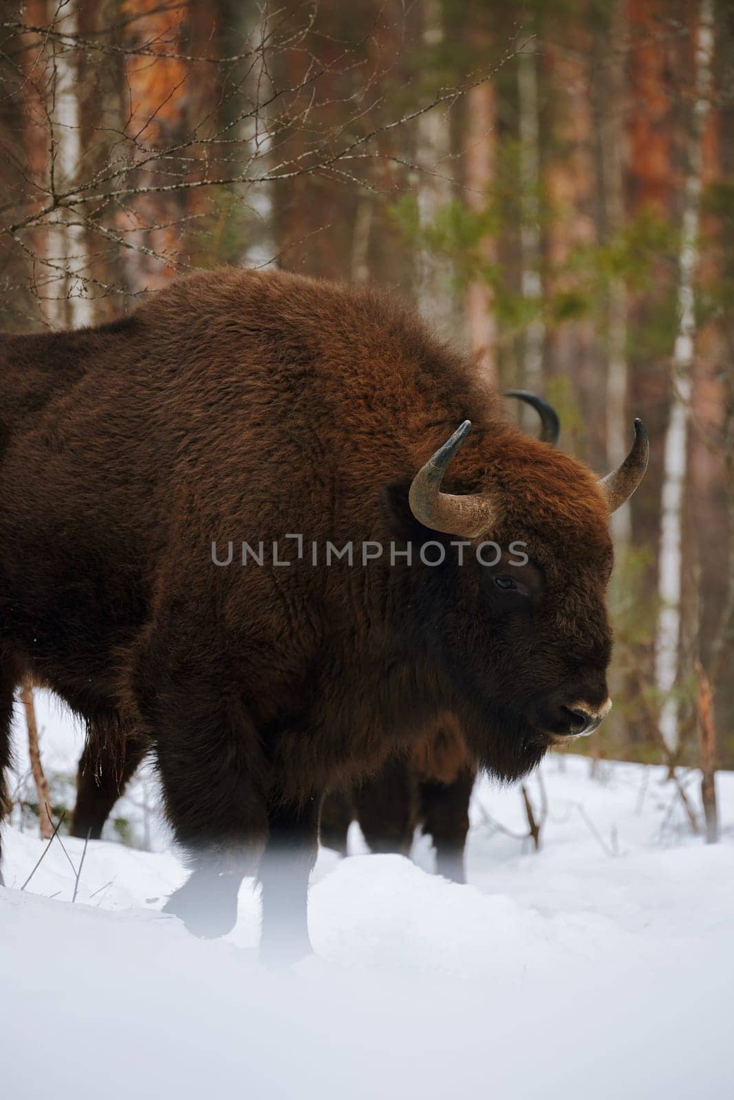 Wild European Bison in Winter Forest. European bison - Bison bonasus, artiodactyl mammals of the genus bison.