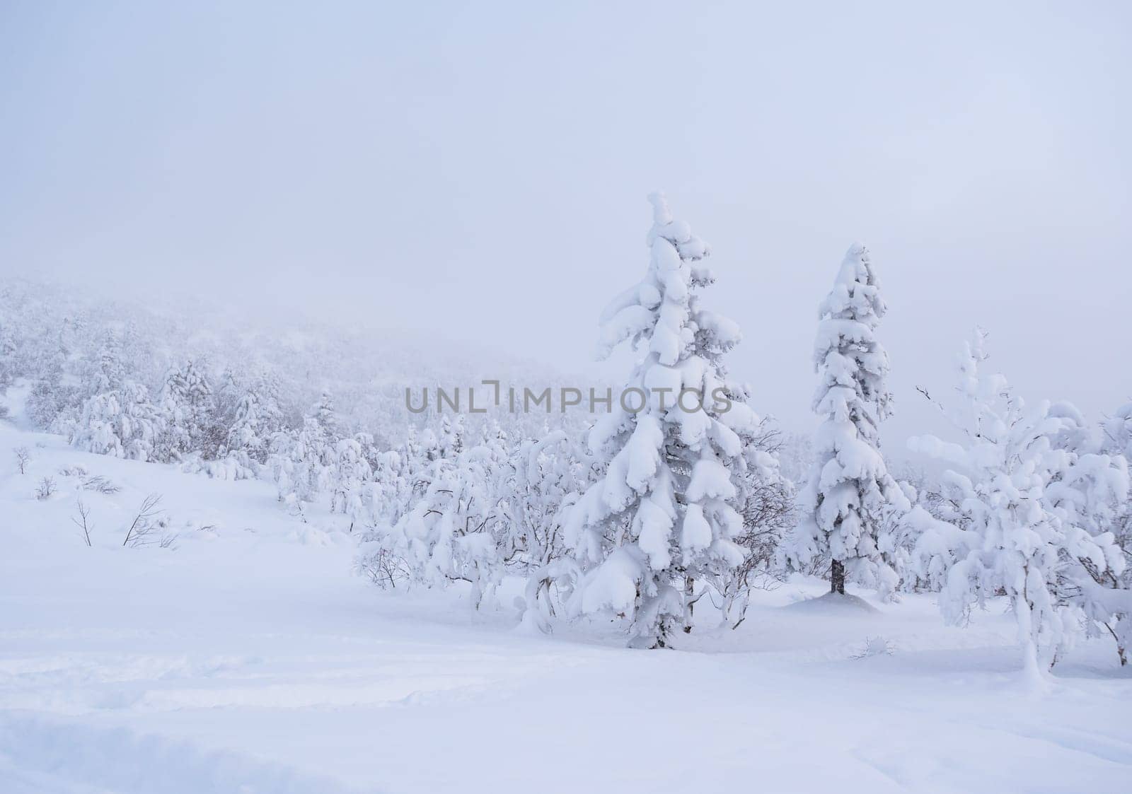 Forest after a heavy snowfall. Morning in the winter forest with freshly fallen snow. Winter beautiful landscape with trees covered with snow.